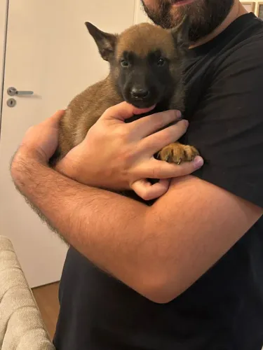 Pastor malinois 