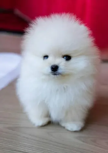 Lulu da Pomerânia
