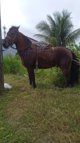 Cavalo de  pegar boi no mato