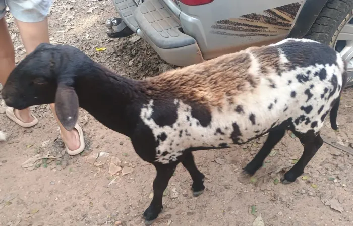 Vendo carneiro jovem
