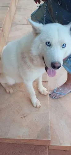Doação Husky Siberiano
