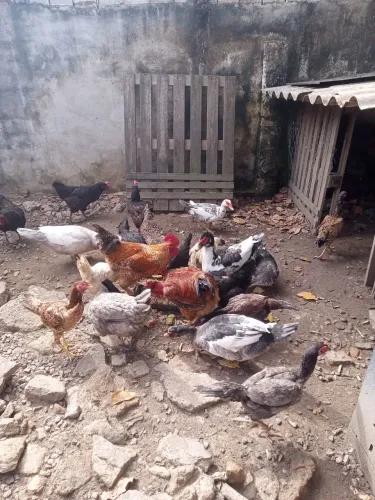 Galinha e pato