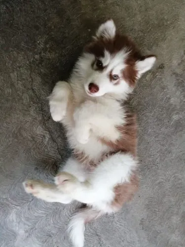 Filhote Husky Siberiano pelagem mesclada