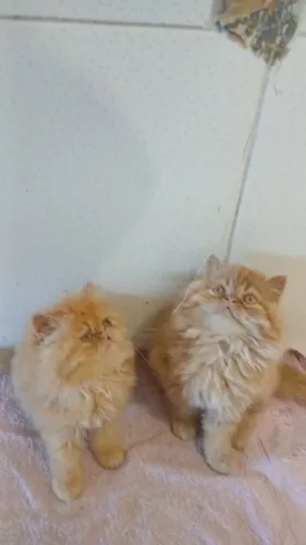 Último gatinhos Persa cor laranja ? super Black Friday