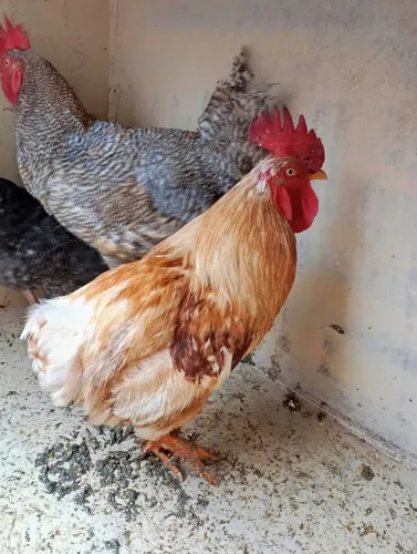 Galo da raça nanicao suro