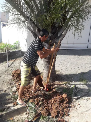 Jardineiro Profissional & Corte de Árvores | Limpeza Completa e Rápida