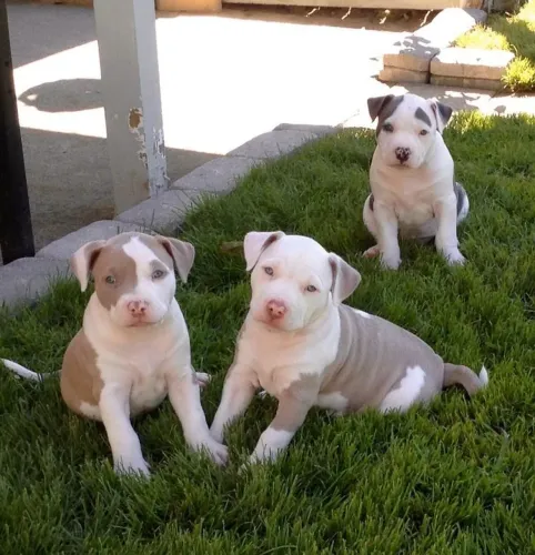 Pittbull filhotes bem brincalhões 