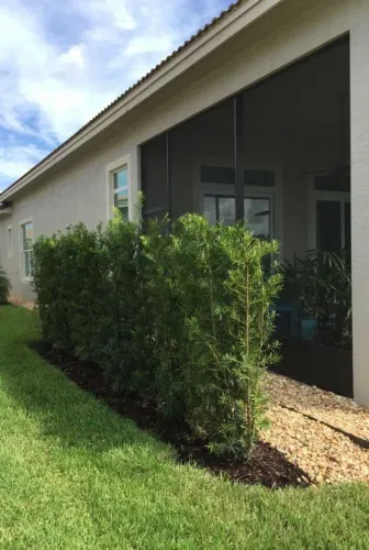 mudas da cerca viva podocarpus  1,5 mt
