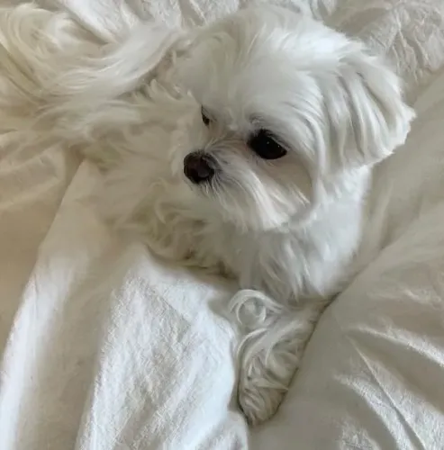 Filhote Maltês, Venha Conhecer Seu Novo Melhor Amigo Peludo!