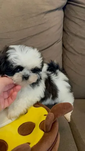 Promoção apenas fêmeas ShihTzu mini 