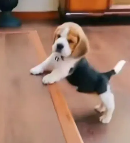 Beagle companheiro