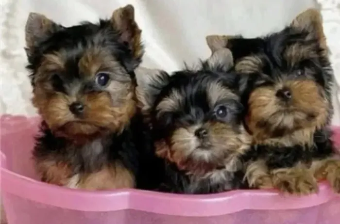 Yorkshire Micro= 2 fêmeas e 1 machinho com 55 dias, lindinhos-Dani