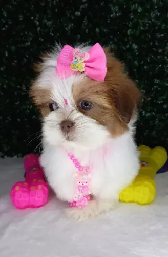 Shih-Tzu: Filhote Fêmea Branca, A Doçura e Alegria que Seu Lar Merece!