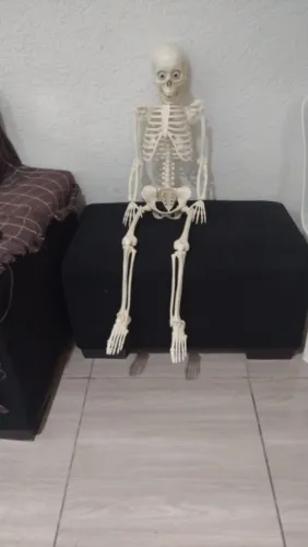 Esqueleto Humano Anatômico, Orgãos, Completo