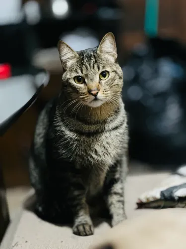 Gato