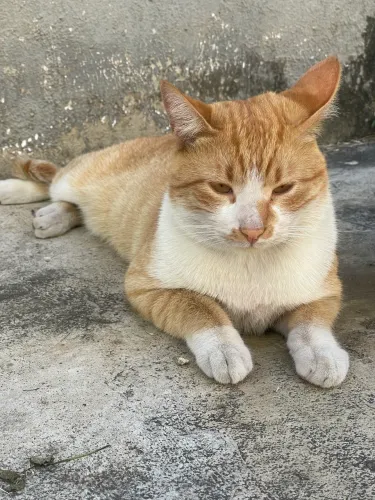 Gatinho dócil procurando um lar responsável