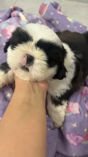 Filhote de shihtzu