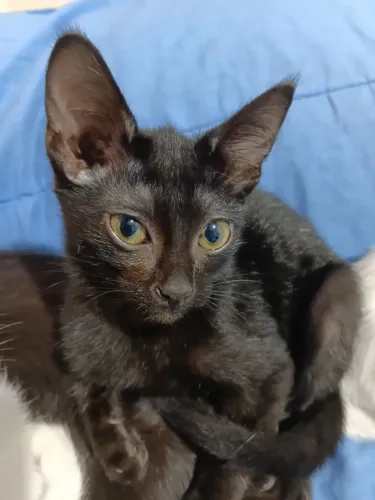 Gatinhas para adoção