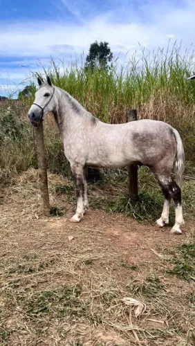 Cavalo mangalarga