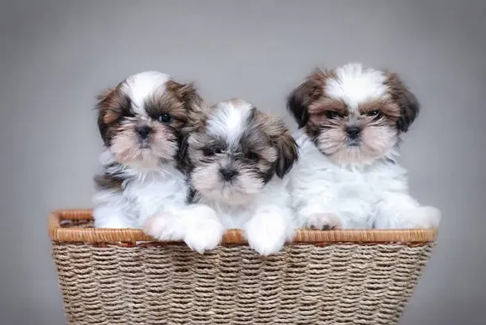 Filhote de Shih Tzu Amor e Carinho Para Sua Família