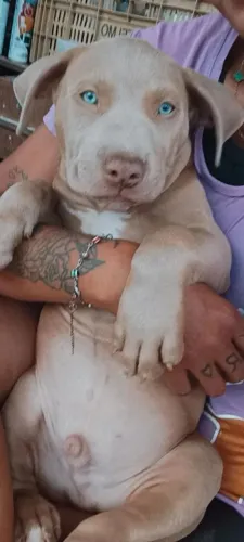 Filhote de pitmonster lilac