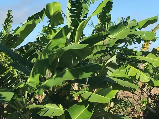 granja em comum município de Monte Alegre bem estruturada