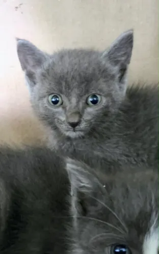 Gatinhos para adoção responsável 