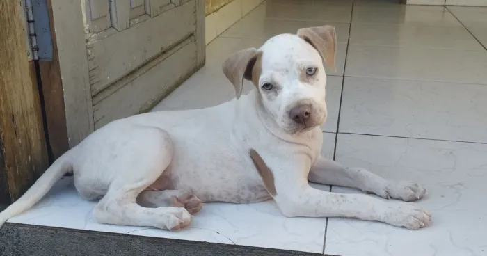 Filhote de Pit Bull