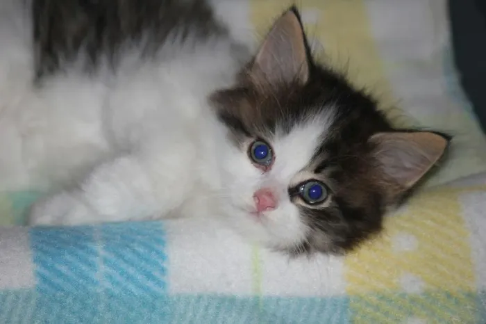 Gatinhos Angoras Femeas e Machos