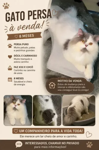 Gato persa