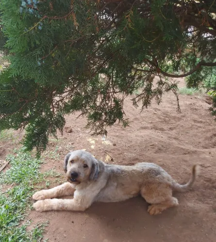 Doação cachorro Gaara