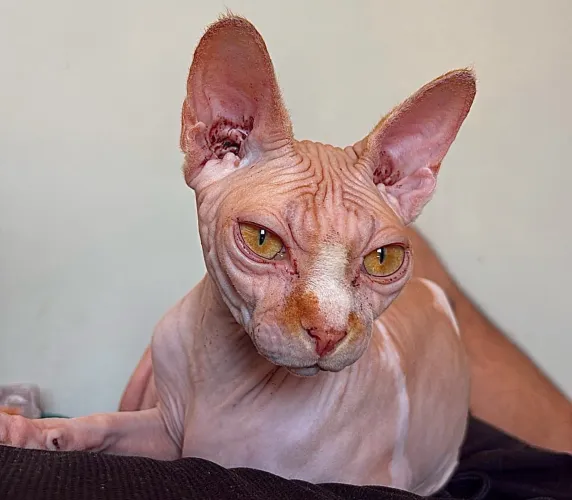 VENDO SPHYNX FÊMEA NÃO CASTRADA (INTEIRA)