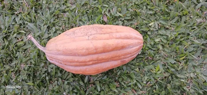 Abobora