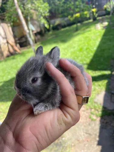 Mini coelhos 