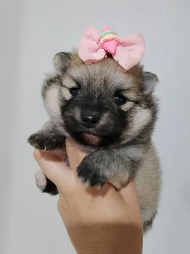 Lulu fêmea