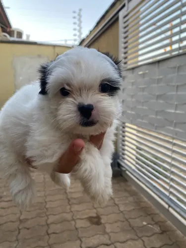 Cachorro shitszu
