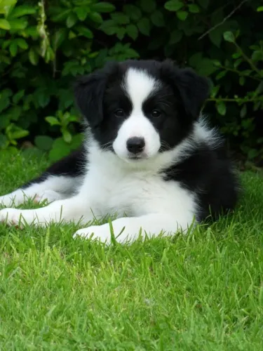 Border Collie Amor que se fortalece no tempo