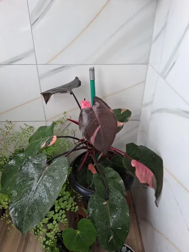 Plantas com as folhas em tons rosa