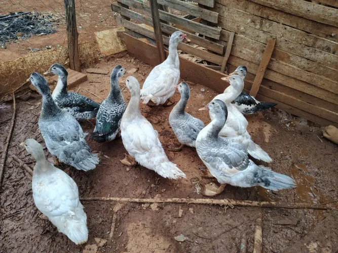 Patos