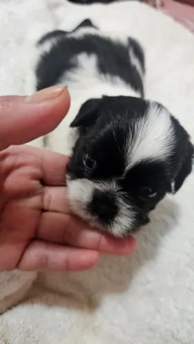 Shih tzu