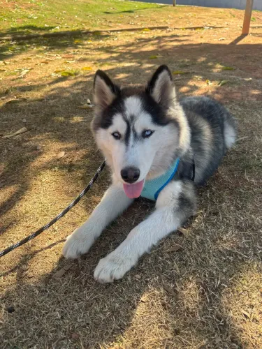 Husky siberiano