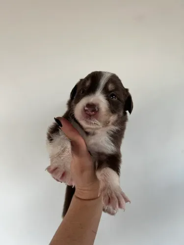 Filhotes de Boder Collie linhagem pastoreio 