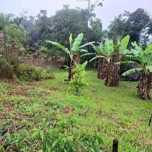 Imóvel para venda tem 7000 metros quadrados com 1 quarto em Vargem Grande - Águas Mornas -