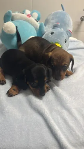 Basset dachshund salsichinha machinhos aceito cartão