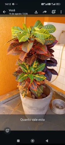 Plantas