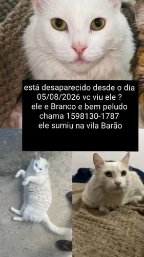Gato desaparecido na vila Barão