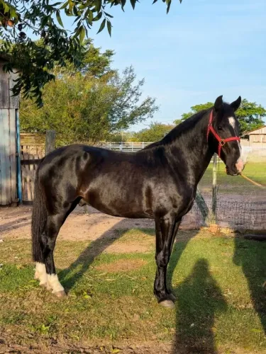 Vendo Cuiudo Crioulo