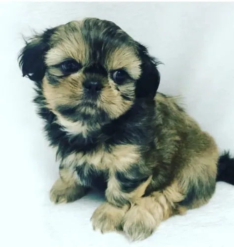 Filhotes de Shih Tzu | Patinhas encantadoras.