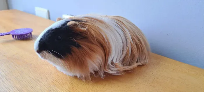 Porquinho da Índia