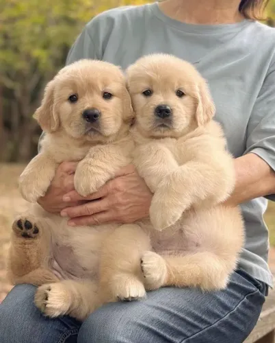 Golden Aviso: nível máximo de fofura